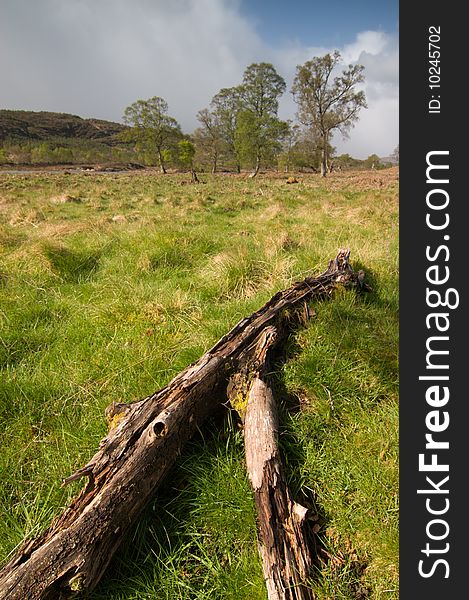 Scottish landscape with green meadow