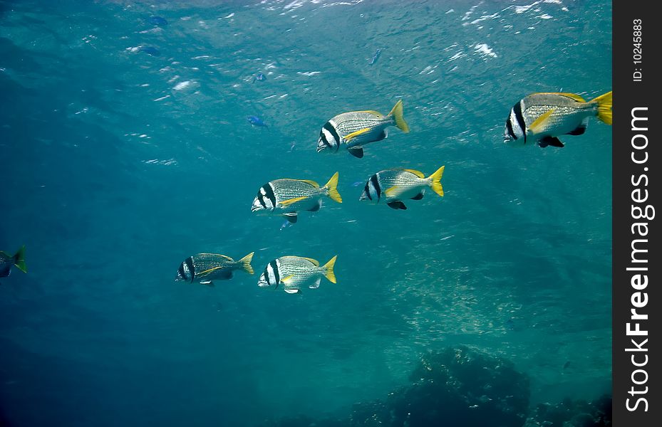 Doublebar bream taken in the red sea.