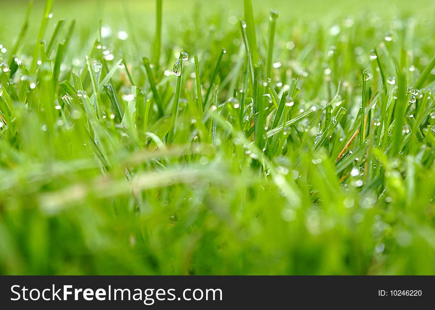 Morning dew on grass shallow depth of field