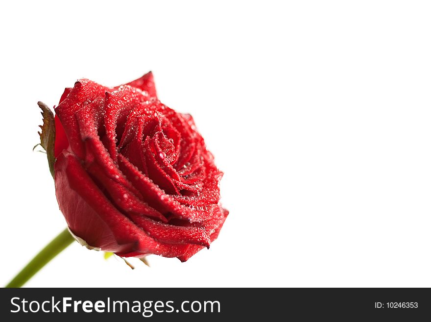 A Red Rose With Water Drops