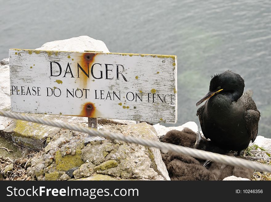 Shag (Phalacrocorax Aristotelis)