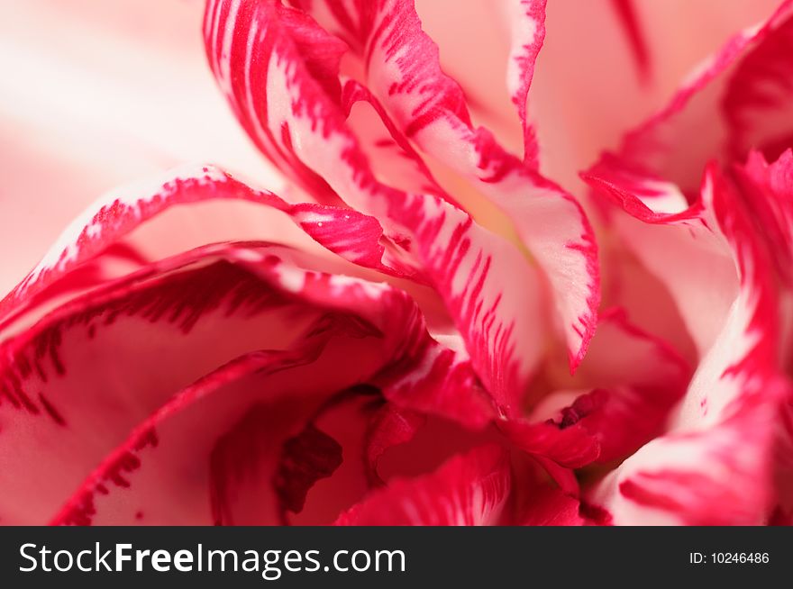 Carnation Blossom Closeup Background