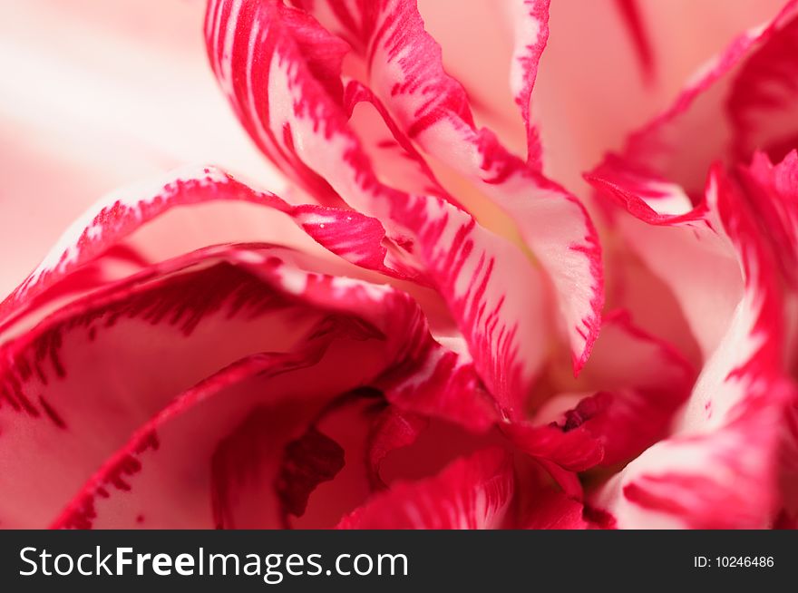 Vivid background made with carnation blossom macro closeup. Vivid background made with carnation blossom macro closeup