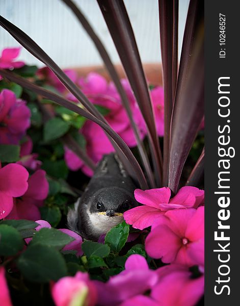 Juvenile Tree Swallow