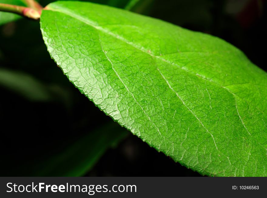 Closup macro of vivid bright green plant leaf. Closup macro of vivid bright green plant leaf