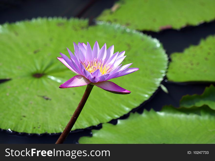Close up of purple water lily over green leaves.