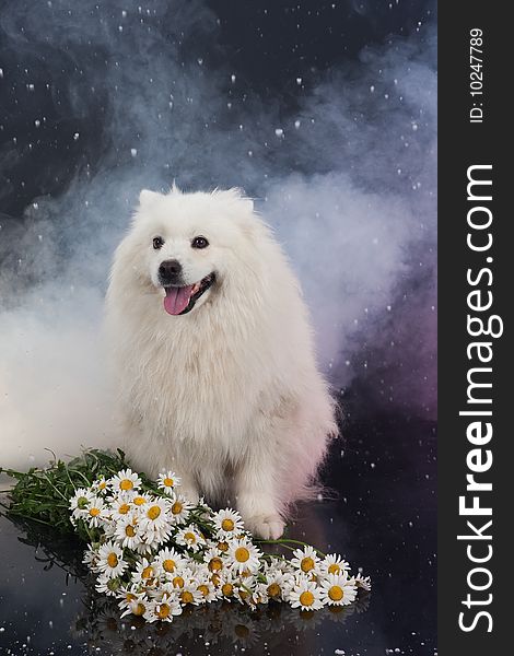 White Smoyed dog on black studio background. White Smoyed dog on black studio background