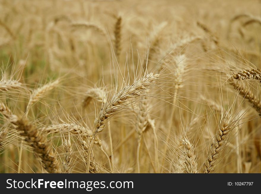 Wheat field in color of yellow and brown, useful for background