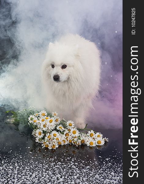 White Smoyed dog on black studio background. White Smoyed dog on black studio background