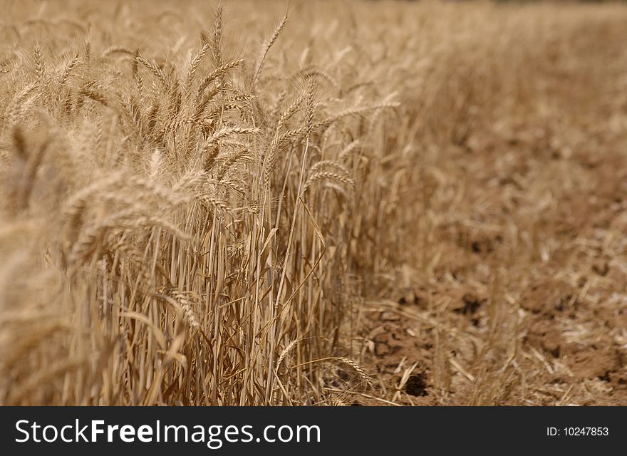 Wheat field in color of yellow and brown, useful for background