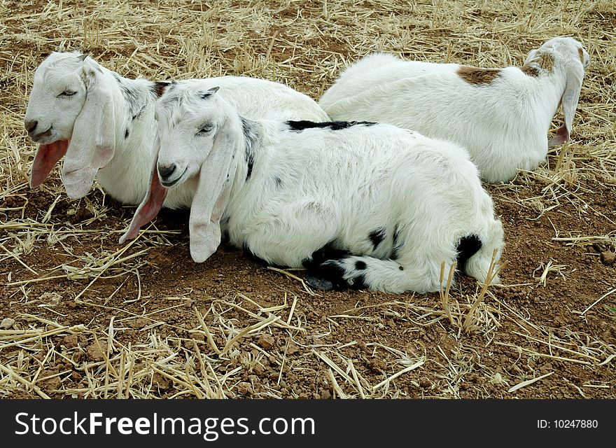 Three white Baby Lambs with blue eyes. Three white Baby Lambs with blue eyes