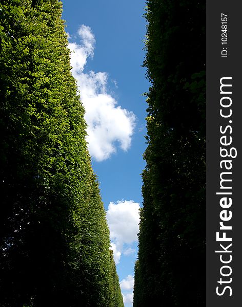 Summer tree against blue sky with white cloud background