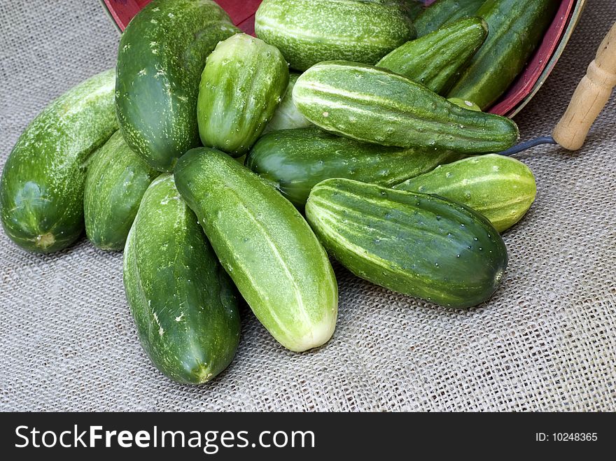 A basket of fresh cucumbers from the garden, horizontal with copy space. A basket of fresh cucumbers from the garden, horizontal with copy space