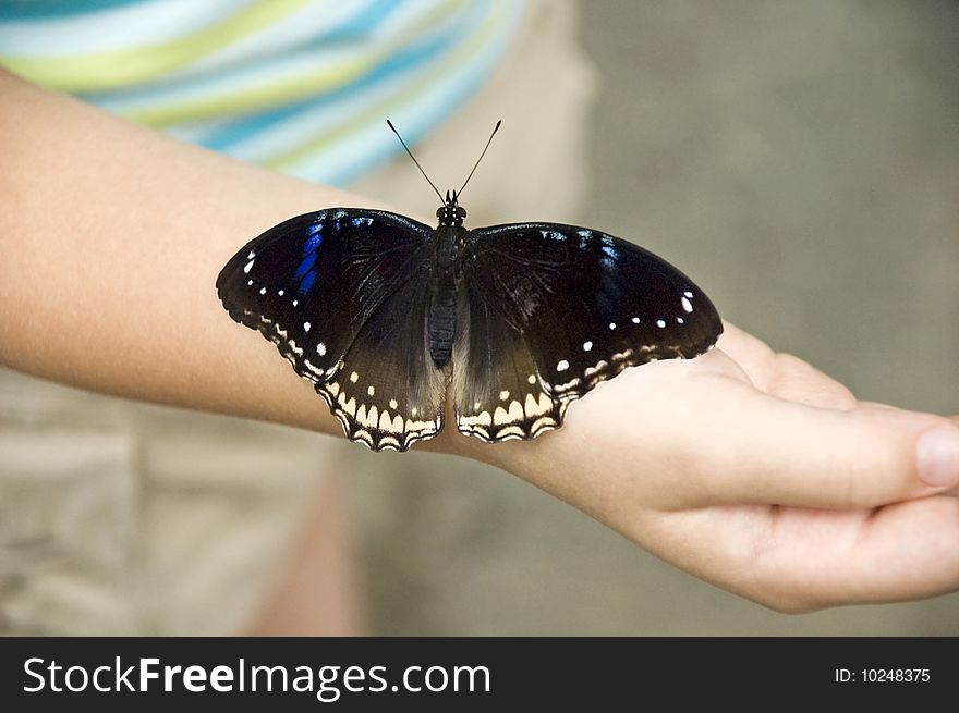 Large butterfly resting on girls arm, selective focus with shallow depth of field, horizontal with copy space
