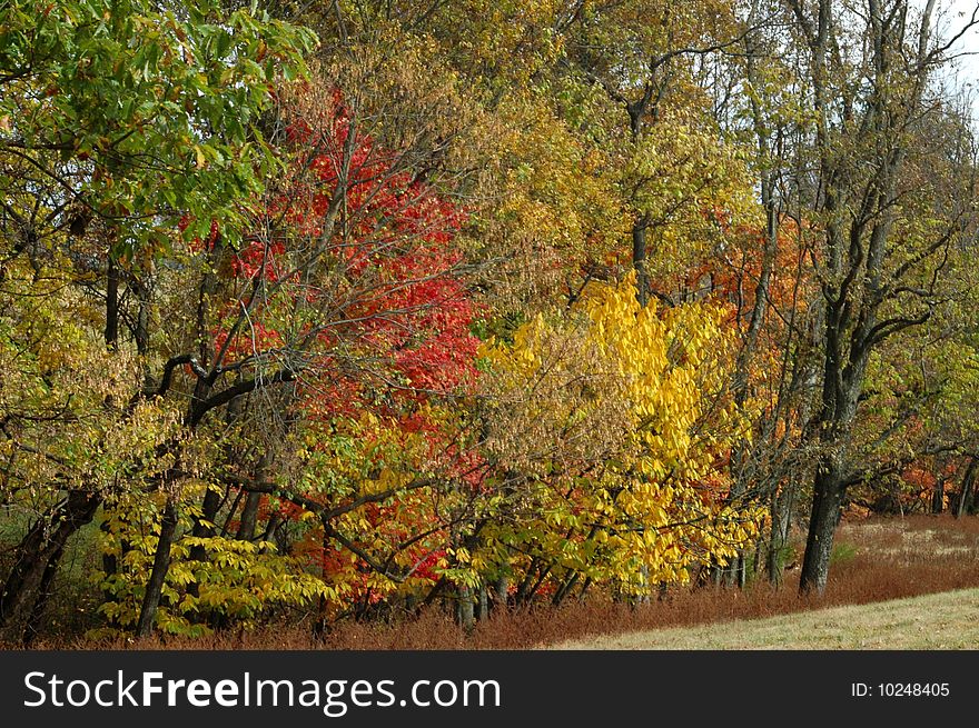 A full frame background of beautiful fall trees, horizontal with copy space. A full frame background of beautiful fall trees, horizontal with copy space