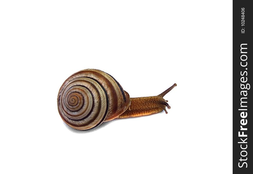 Snail isolated on white background. Snail isolated on white background