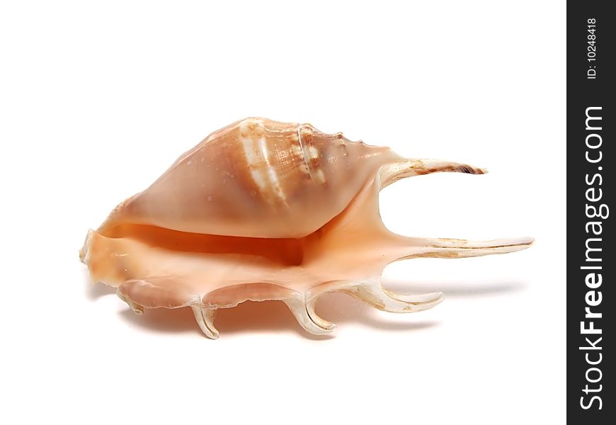 Sea shell isolated on white background