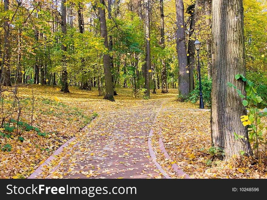 Autumn colors in the park, wood landscape