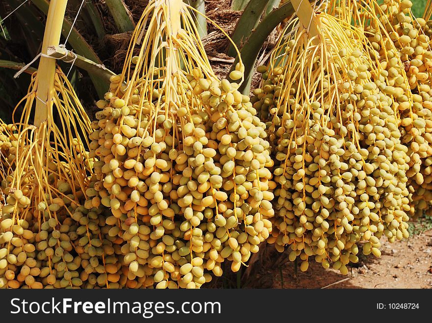 A Palm Tree and Dates fruites in the Arabian Desert