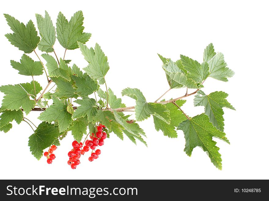 Branch with red a currant on a white background, it is isolated. Branch with red a currant on a white background, it is isolated.