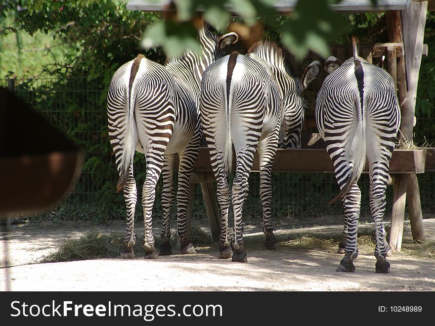 Three zebras staying togehter and show their backside