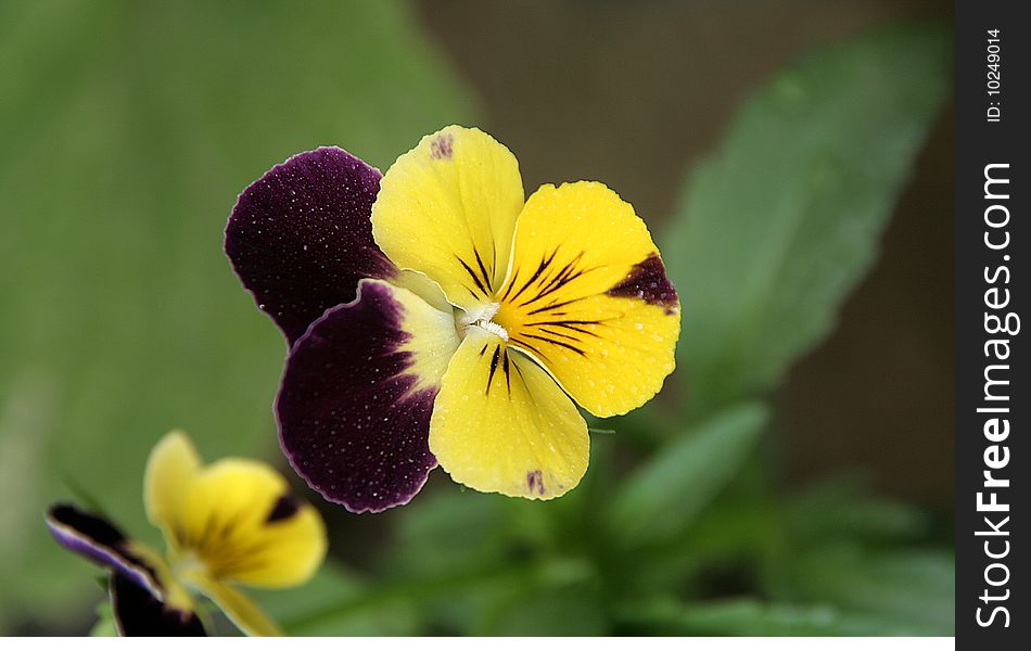 Yellow bloom with dark violet streaks and petals. Yellow bloom with dark violet streaks and petals