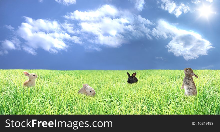 Rabbits on a glade with a green grass, the sun, clouds.