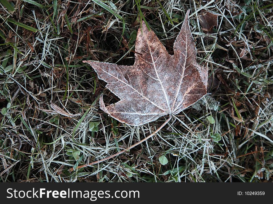 Frosty leaf fall grass dry ise cold. Frosty leaf fall grass dry ise cold