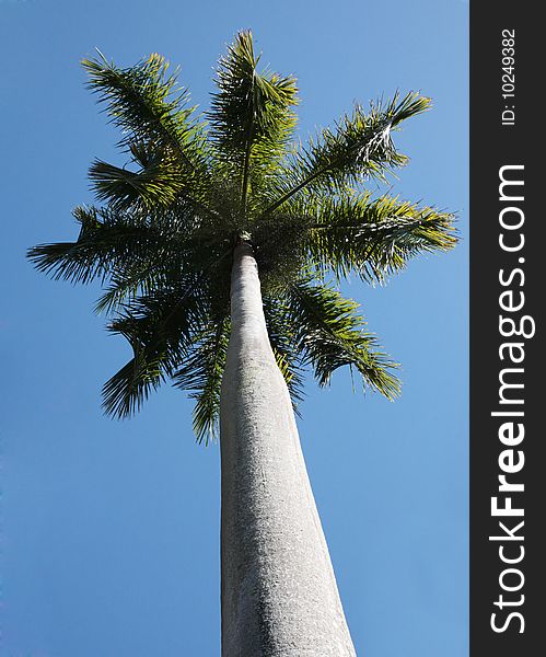 Palm tree roayl sky tropical jungle exotic