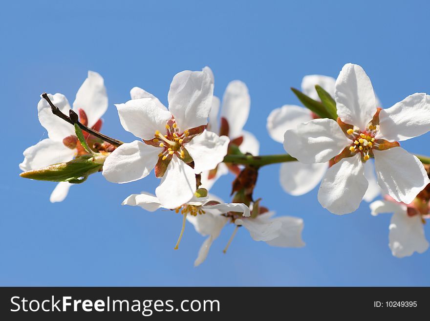 apricot  blossom on a beautiful spring day