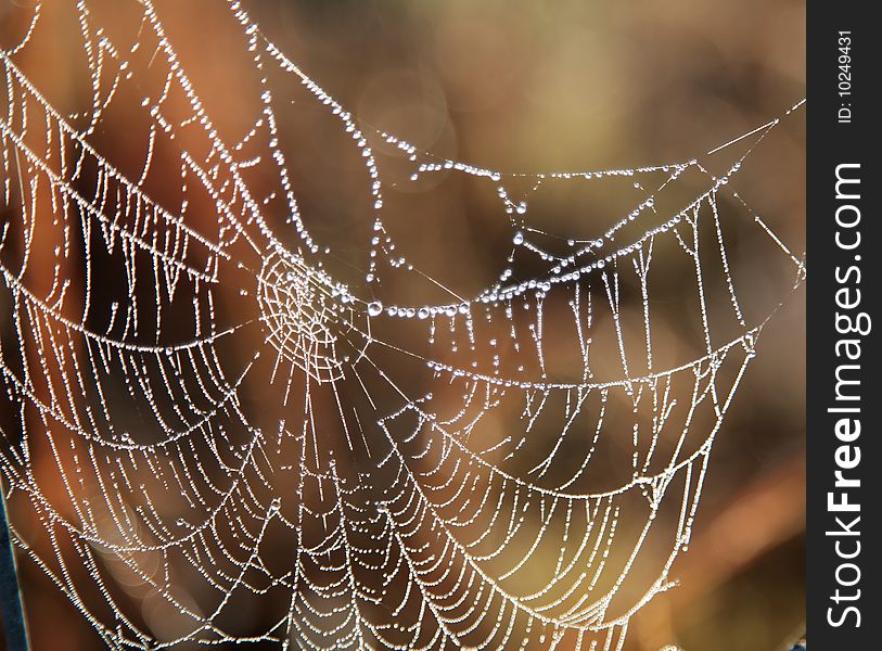 Net web drop dew spider morning network. Net web drop dew spider morning network
