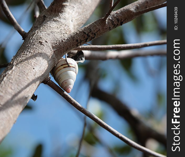 Snail nature tree shell spiral live move. Snail nature tree shell spiral live move