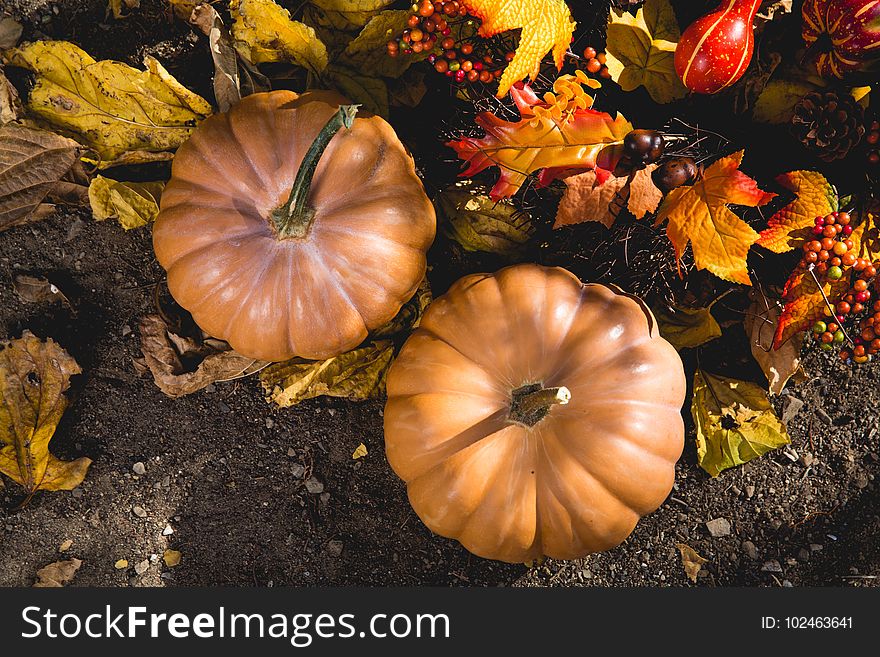 Abundance, Autumn, Fall, Farm