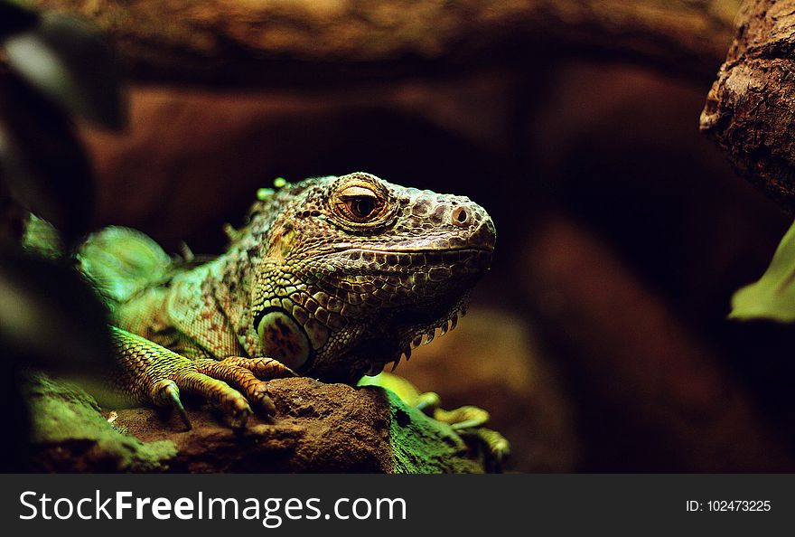 Reptile, Iguana, Fauna, Iguania