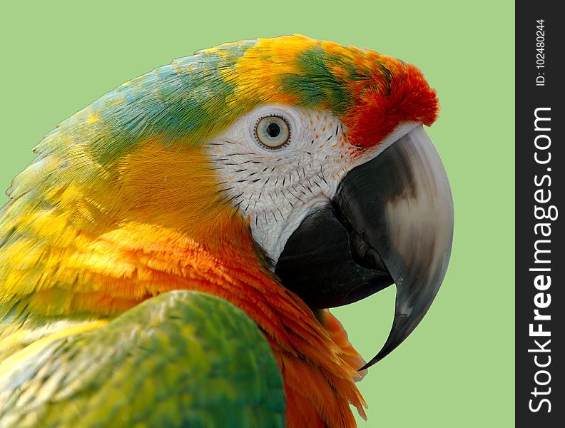 Beak, Bird, Parrot, Fauna