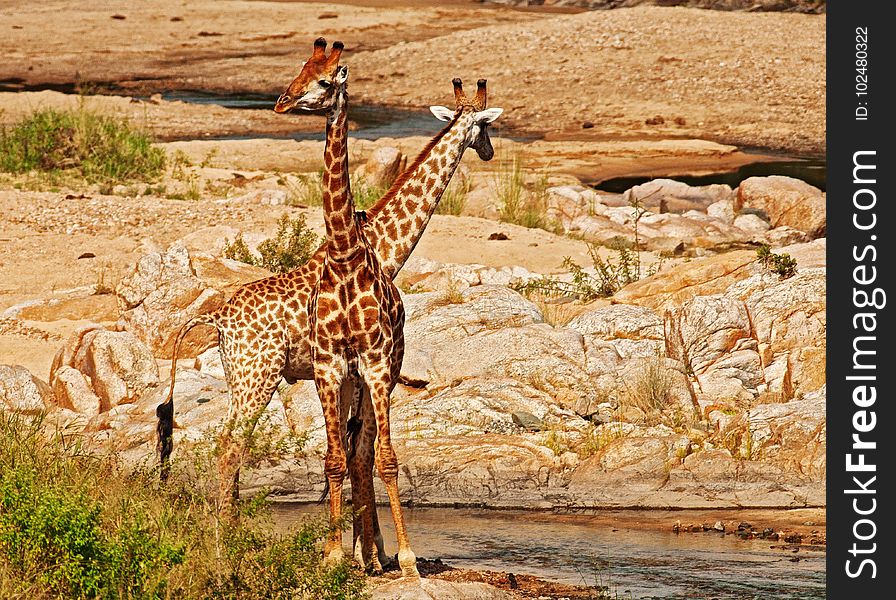 Giraffe, Wildlife, Terrestrial Animal, Fauna