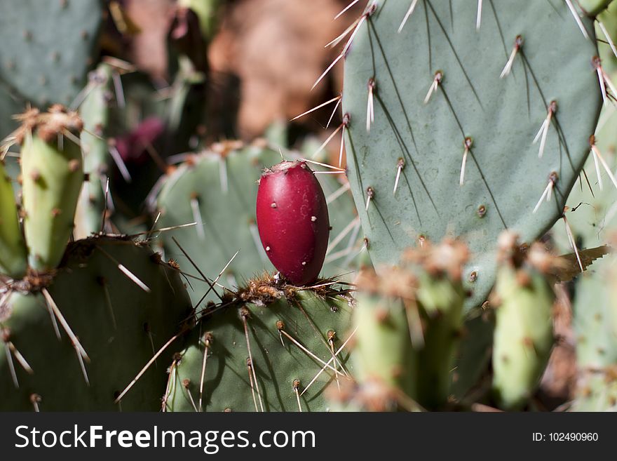 Hoping for more of these from the prickly pear so I can make jam again. Hoping for more of these from the prickly pear so I can make jam again.