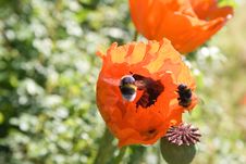 Bumblebees And Poppy Flowers Royalty Free Stock Images
