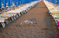 Seagull Start In The Beach Stock Images Seagull Start In The Beach Stock Images