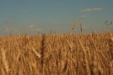 Wheat Ear Royalty Free Stock Photo