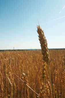 Wheat Ear Stock Image