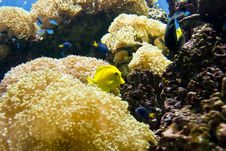 Various Fish In A Coral Reef Royalty Free Stock Photo Various Fish In A Coral Reef Royalty Free Stock Photo