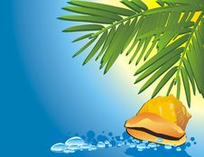 Cockleshell Among The Water And Palms Royalty Free Stock Photos Cockleshell Among The Water And Palms Royalty Free Stock Photos