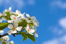 White Flowers Of Apple Tree Royalty Free Stock Photos White Flowers Of Apple Tree Royalty Free Stock Photos