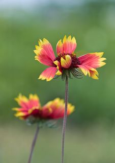 Yellow Red Flower Royalty Free Stock Image Yellow Red Flower Royalty Free Stock Image