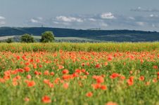 Wild Poppy Field Royalty Free Stock Photography Wild Poppy Field Royalty Free Stock Photography