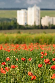 Wild Poppy Field Royalty Free Stock Photo Wild Poppy Field Royalty Free Stock Photo