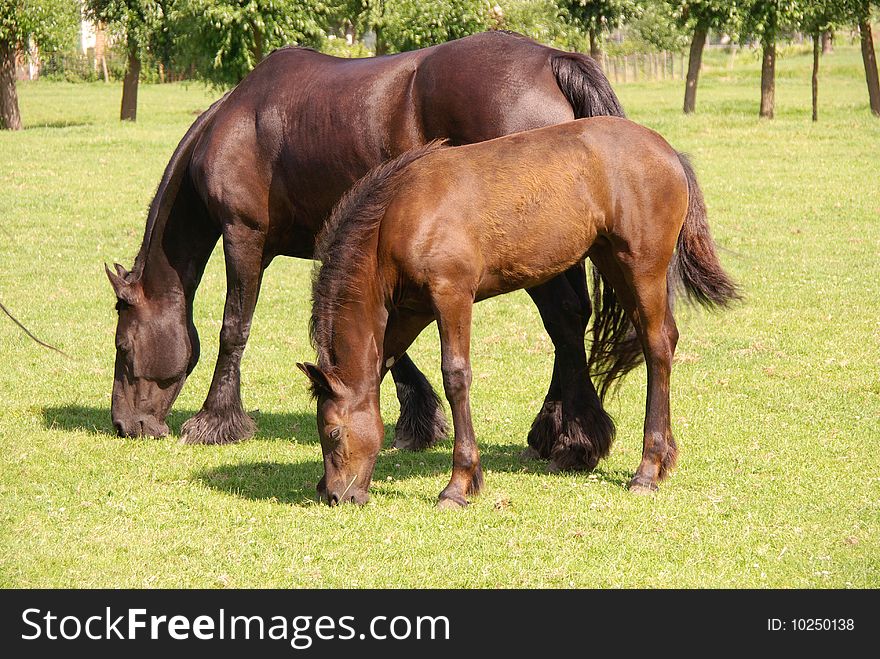 A dark brown horse with a foal. A dark brown horse with a foal