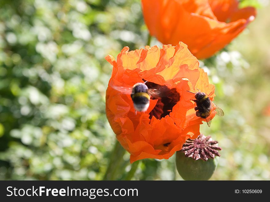 Close up to bumblebees and poppy flowers