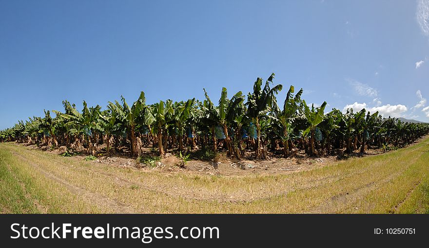 Wide angle shot of large banana plantation. Wide angle shot of large banana plantation